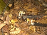 Clitocybe americana image