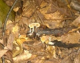 Clitocybe americana image