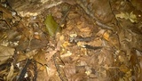 Clitocybe americana image