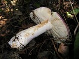 Russula cyanoxantha image