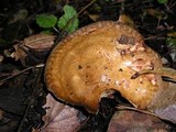 Paxillus involutus image