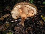 Paxillus involutus image