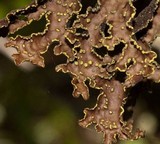 Pseudocyphellaria perpetua image