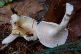 Hygrophorus bakerensis image