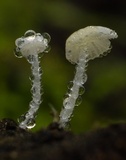 Hemimycena cephalotricha image