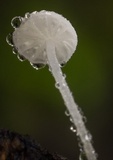 Hemimycena cephalotricha image