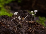 Hemimycena cephalotricha image