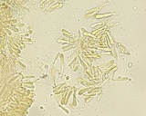 Hemimycena cephalotricha image