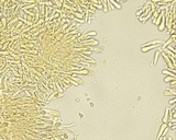 Hemimycena cephalotricha image
