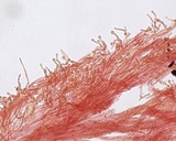Hemimycena cephalotricha image