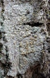 Lecanora strobilina image