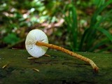 Lepiota fulvella image