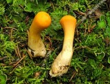Clavariadelphus truncatus image