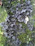 Pseudocyphellaria argyracea image