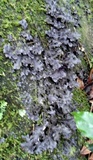 Pseudocyphellaria argyracea image