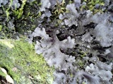 Pseudocyphellaria argyracea image