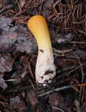Clavariadelphus truncatus var. lovejoyae image
