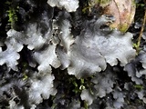 Pseudocyphellaria argyracea image