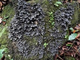 Pseudocyphellaria argyracea image
