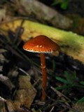 Lepiota fulvella image