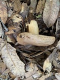 Lactarius pallescens image