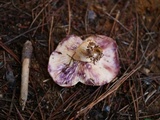 Lactarius pallescens image
