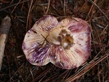 Lactarius pallescens image