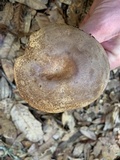 Lactarius pallescens image
