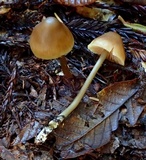 Entoloma luteum image