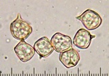 Entoloma luteum image