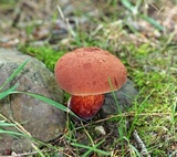 Baorangia bicolor image