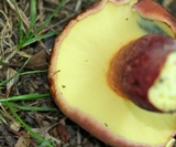 Baorangia bicolor image