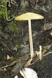 Oudemansiella furfuracea image