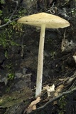 Oudemansiella furfuracea image