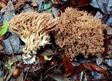 Ramaria violaceibrunnea image