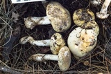Amanita gioiosa image