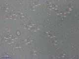 Amanita gioiosa image