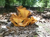 Omphalotus olearius image