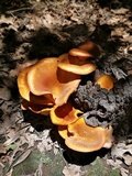 Omphalotus olearius image