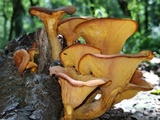 Omphalotus olearius image