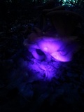 Omphalotus olearius image