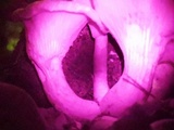 Omphalotus olearius image