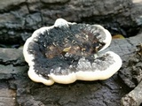 Trametes cingulata image