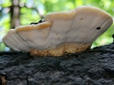 Trametes cingulata image