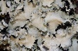 Parmotrema crinitum image