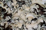 Parmotrema crinitum image