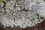 Parmotrema crinitum image