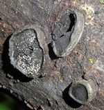 Camillea labellum image