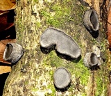 Camillea labellum image