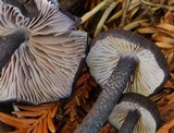 Entoloma pigmentosipes image